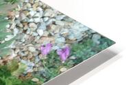 Lavender Geranium 1 HD Metal print