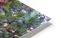 Crabapples 1  HD Metal print