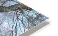  Winter Willow 1 HD Metal print