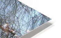  Winter Willow 2 HD Metal print