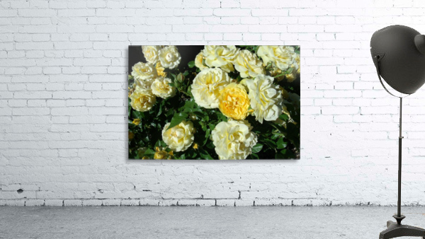 Yellow Roses  Wall Preview