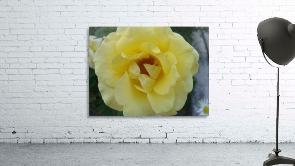 A Yellow Rose 2 Wall Preview