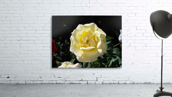 A Yellow Rose 3 Wall Preview
