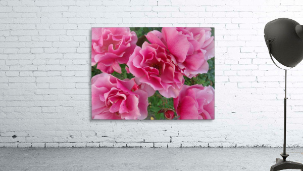 Five Pink Roses  Wall Preview
