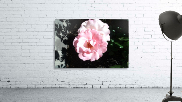 A Delicate Pink Rose  Wall Preview