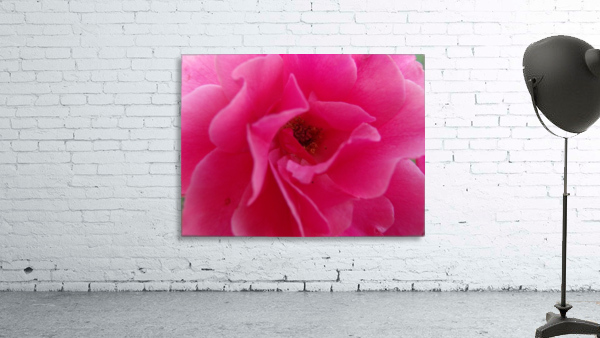 Inside A Pink Rose Wall Preview
