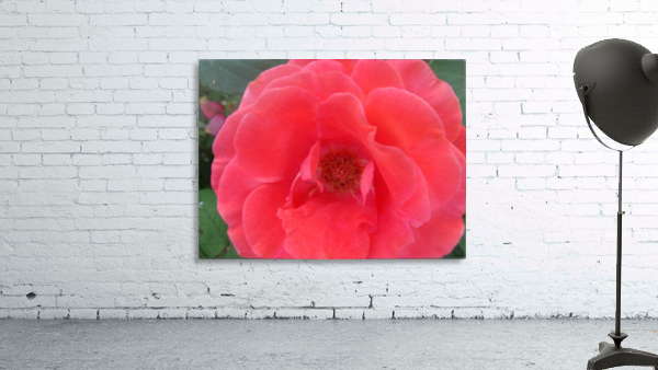 A Pink Rose Closeup  Wall Preview