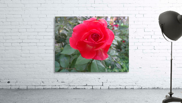 A Red Rose 1 Wall Preview