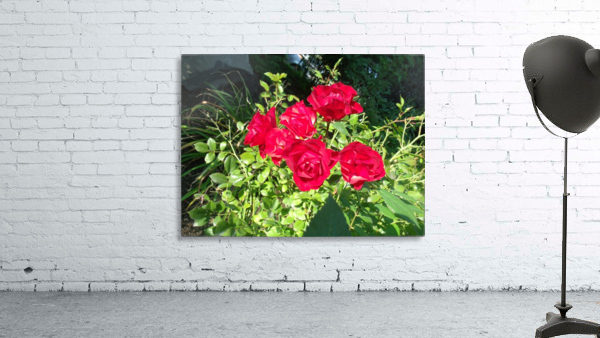 Six Red Roses  Wall Preview