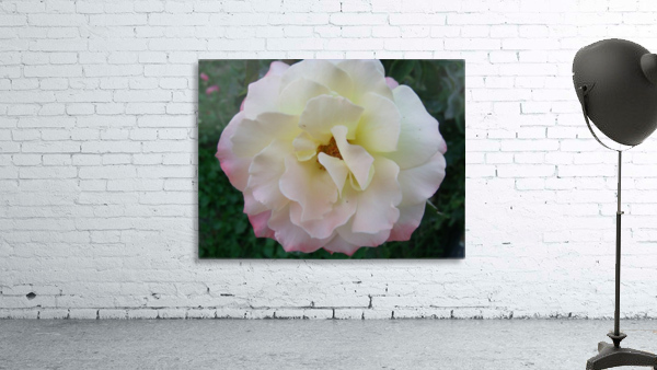 A White Rose 1 Wall Preview