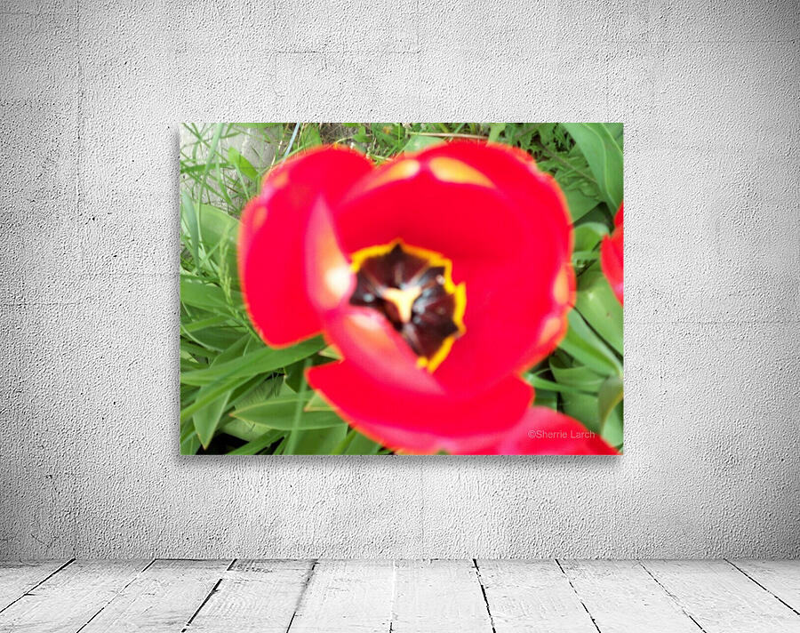 A Poppy 2 Wall Preview