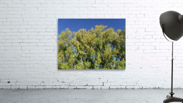 Autumn Leaves Turning  Wall Preview