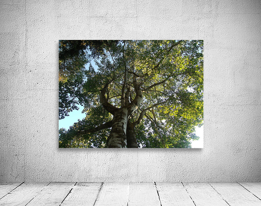 Beautiful Fall Green Trees 2 Wall Preview