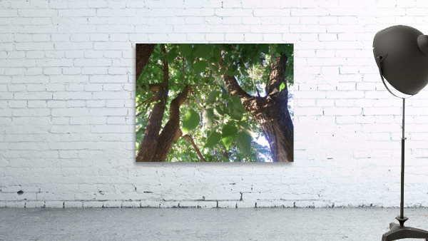 Beautiful Fall Green Trees 3 Wall Preview