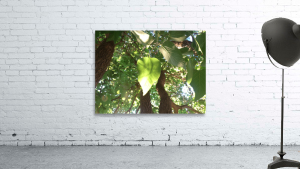 Beautiful Fall Green Trees 6 Wall Preview