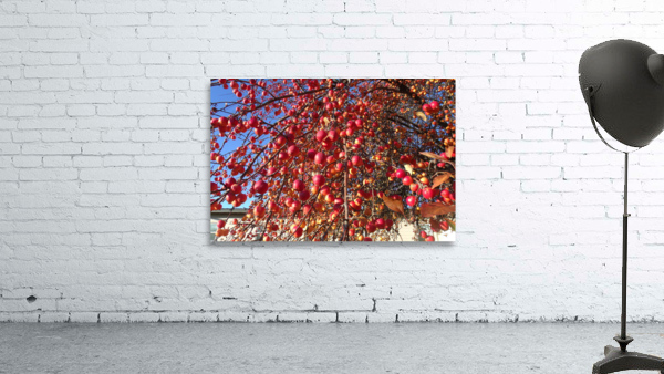 Crabapple Tree 5 Wall Preview