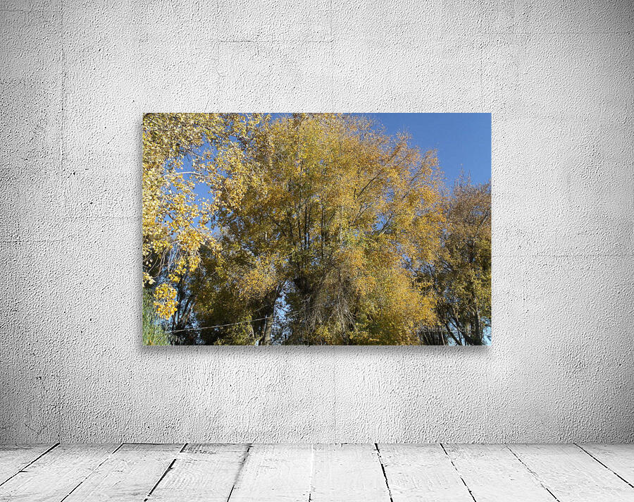 Falls Trees In October 3 Wall Preview