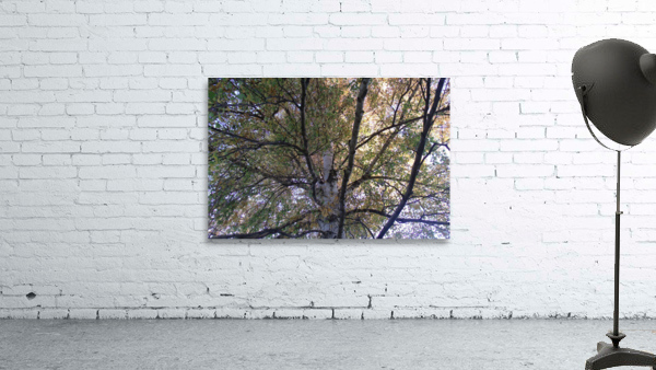 Birch Trees In Fall 1 Wall Preview