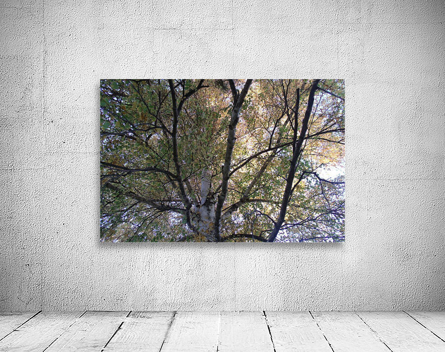 Birch Trees In Fall 2 Wall Preview