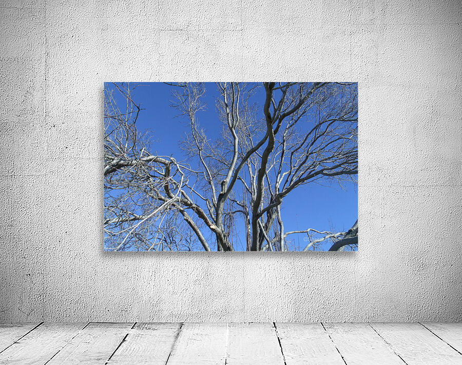 Tulelake Winter Tree 1 Wall Preview