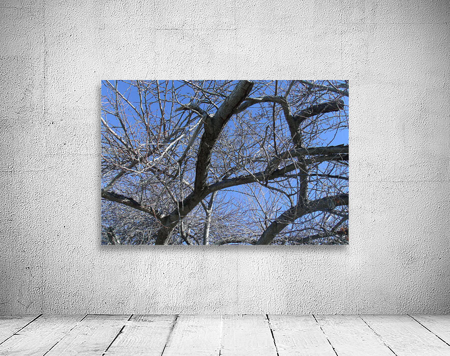 Tulelake Winter Tree 2 Wall Preview