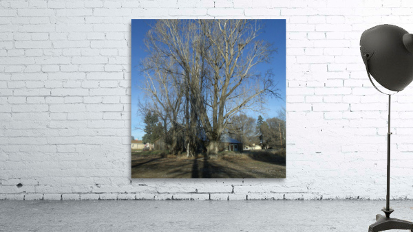 Winter Tree And Barn 1  Wall Preview