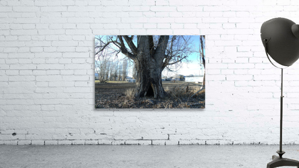 Lost River Winter Trees 8 Wall Preview