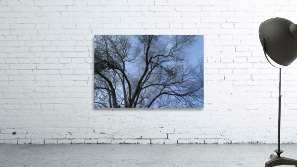 February Tree 1 Wall Preview