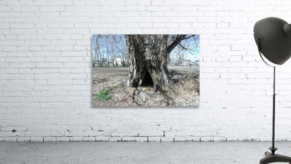 Old Trees 1  Wall Preview