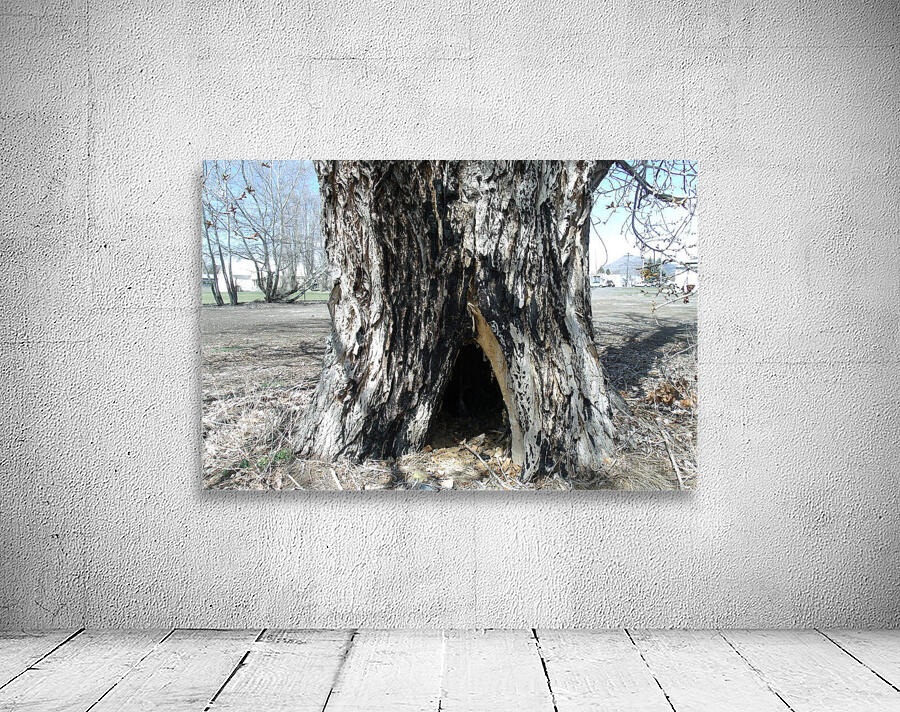 Old Trees 2  Wall Preview
