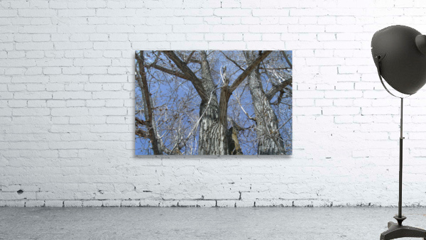 Old Trees 3  Wall Preview