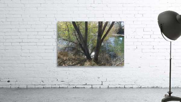 Lost River Trees 1 Wall Preview