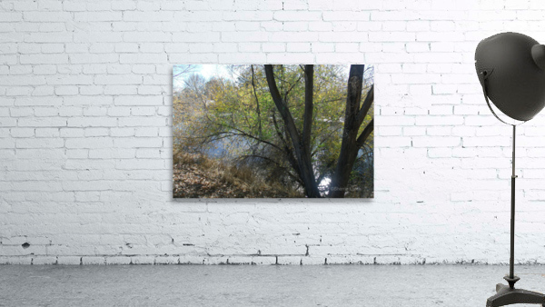 Lost River Trees 2 Wall Preview