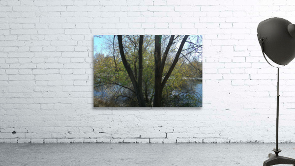 Lost River Trees 3 Wall Preview
