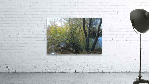 Lost River Trees 5 Wall Preview