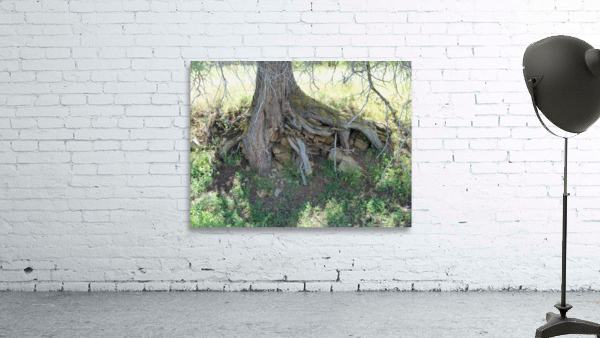 Weird Tree 1 Wall Preview