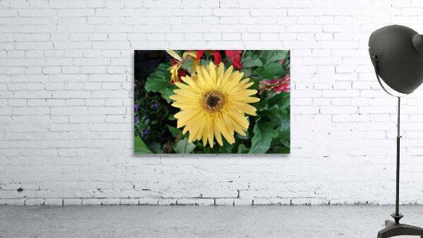 Yellow Gerbera 1  Wall Preview