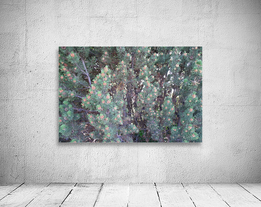 Mountain Pine 1 Wall Preview