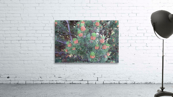 Mountain Pine 2 Wall Preview