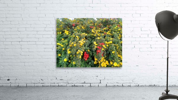 Wild Roses 1 Wall Preview