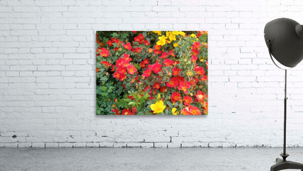 Wild Roses 3 Wall Preview