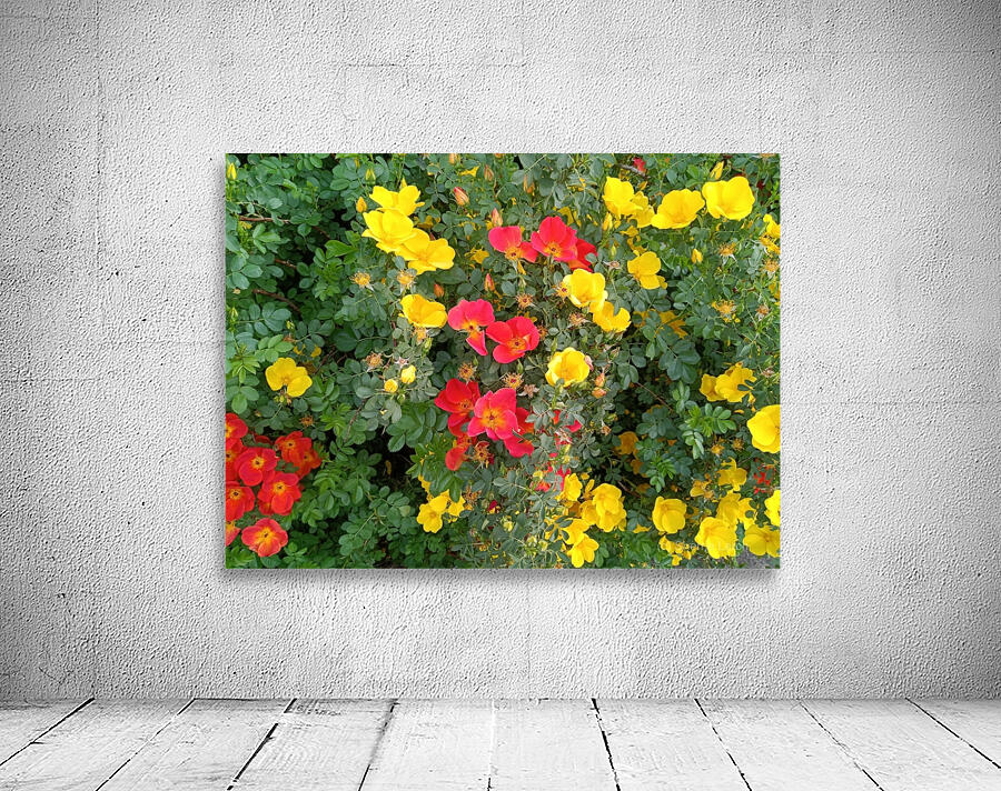 Wild Roses 4 Wall Preview