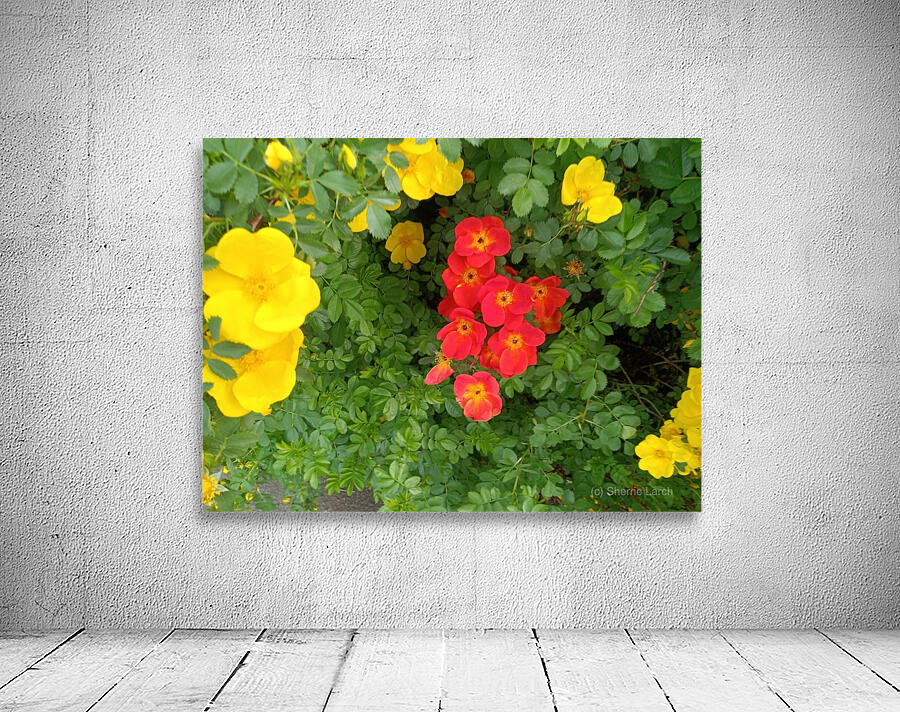 Wild Roses 5 Wall Preview