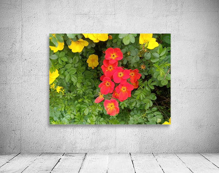 Wild Roses 6 Wall Preview
