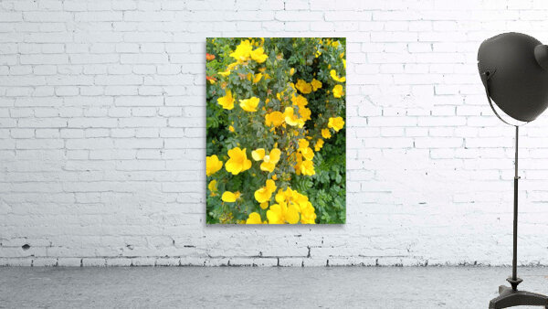 Wild Roses 7 Wall Preview