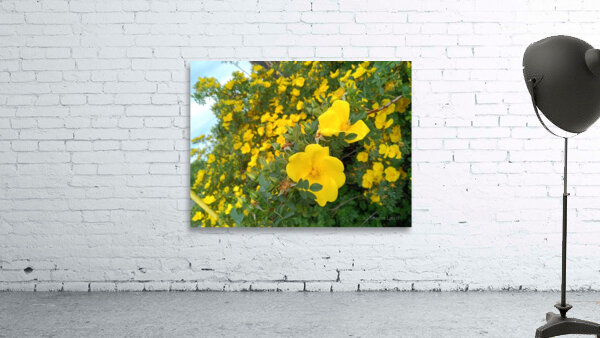 Wild Roses 8 Wall Preview