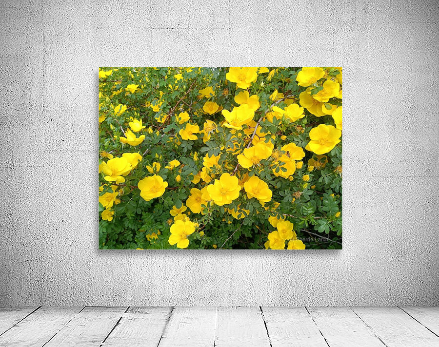 Wild Roses 9 Wall Preview