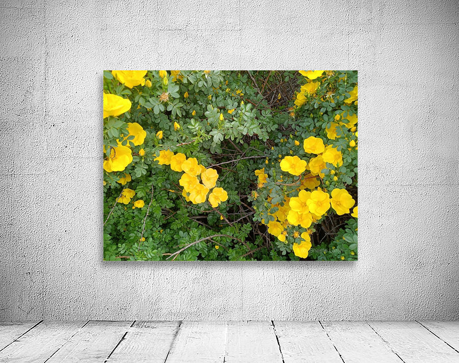 Wild Roses 10 Wall Preview