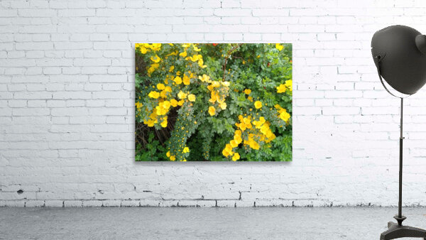 Wild Roses 11 Wall Preview