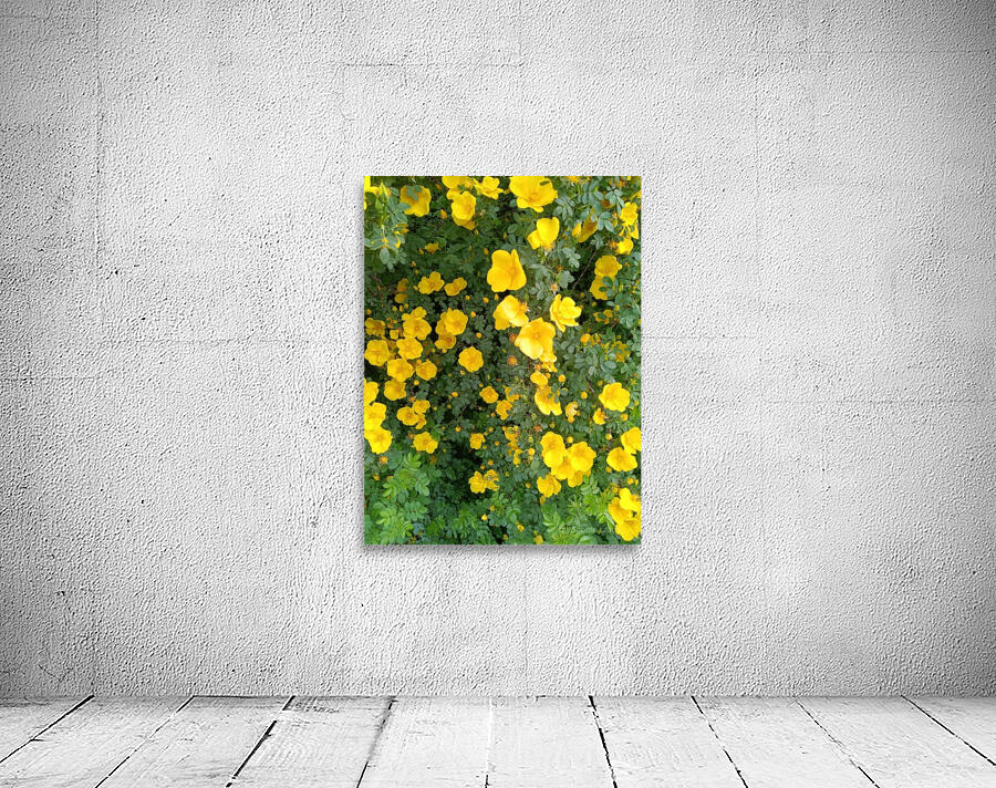 Wild Roses 12 Wall Preview